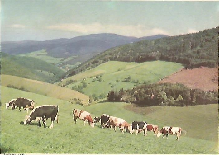 LAMINA 13136: Vacas