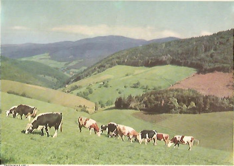 LAMINA 13136: Vacas