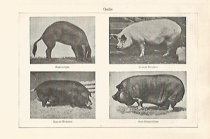 LAMINA ESPASA 32517: Especies de cerdo
