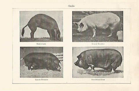LAMINA ESPASA 32517: Especies de cerdo