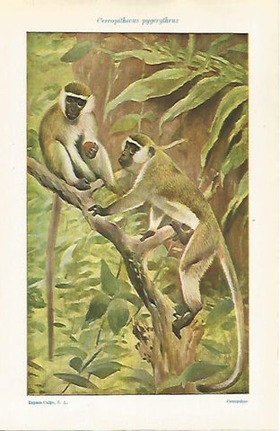 LAMINA ESPASA 32514: Cercopithecus pygerythrus