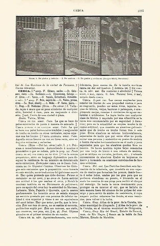 LAMINA ESPASA 32513: Ejemplos de cerca