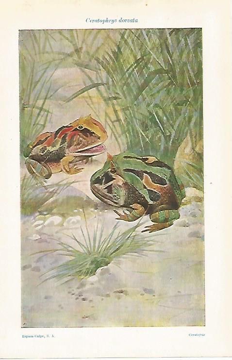 LAMINA ESPASA 32511: Ceratophrys dorsata