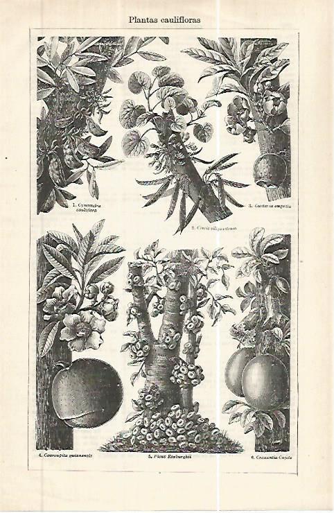 LAMINA ESPASA 32454: Plantas caulifloras