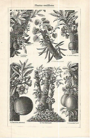 LAMINA ESPASA 32454: Plantas caulifloras