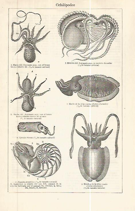 LAMINA ESPASA 32446: Cefalopodos