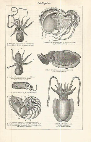 LAMINA ESPASA 32446: Cefalopodos