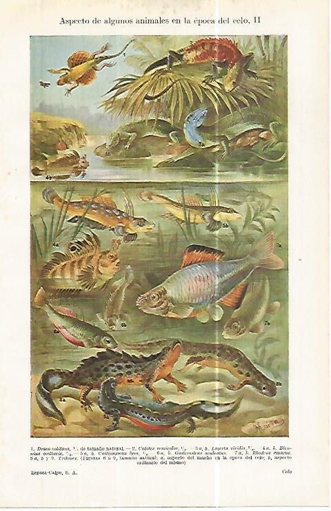 LAMINA ESPASA 32471: Animales acuaticos en espoca de celo