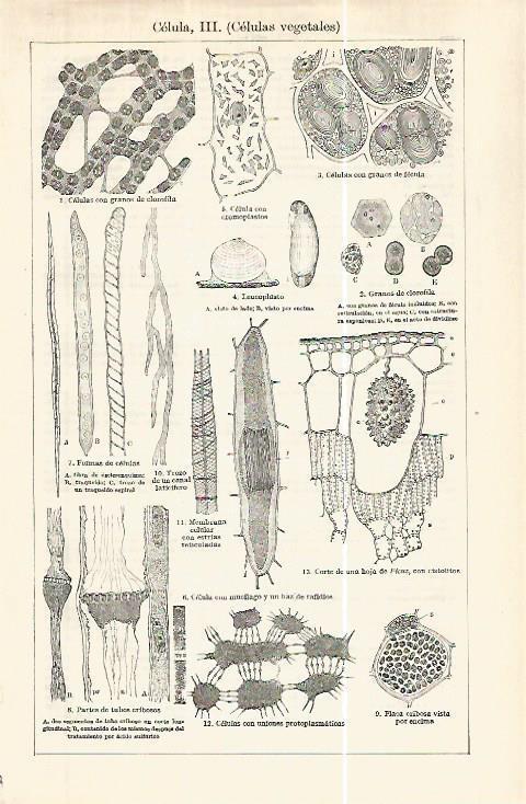 LAMINA ESPASA 32476: Celulas vegetales