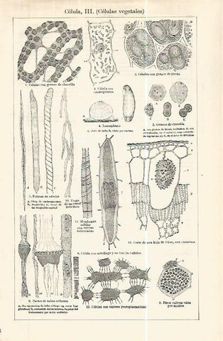 LAMINA ESPASA 32476: Celulas vegetales