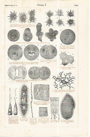 LAMINA ESPASA 32475: Celula