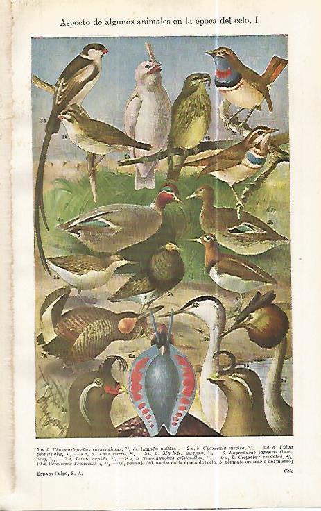 LAMINA ESPASA 32470: Aves en epoca de celo