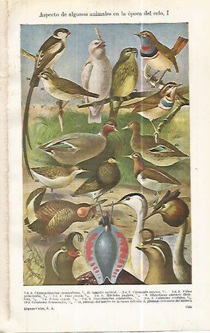 LAMINA ESPASA 32470: Aves en epoca de celo