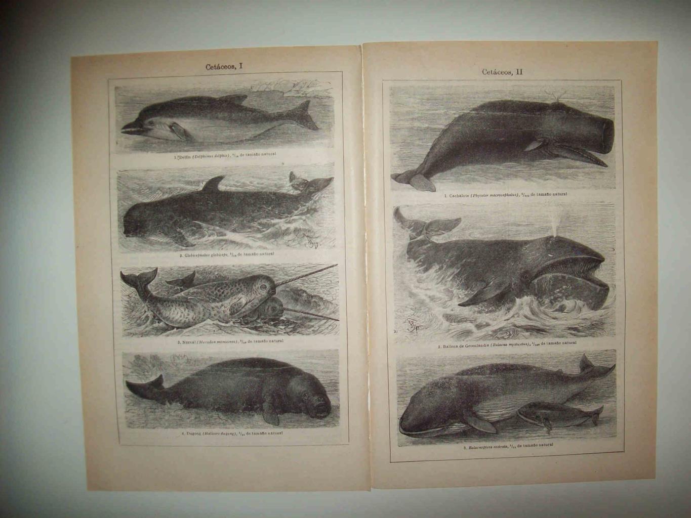 LAMINA ESPASA 32558: Cetaceos