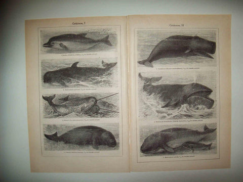 LAMINA ESPASA 32558: Cetaceos