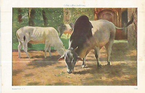 LAMINA ESPASA 32442: Cebu o Bos indicus