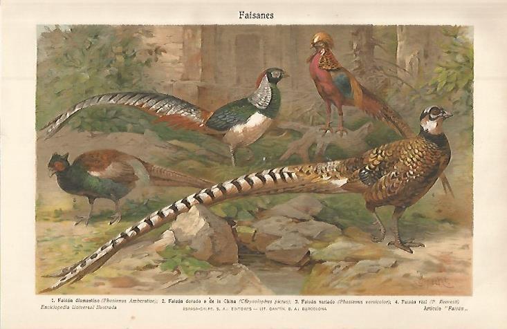 LAMINA ESPASA 32579: Faisanes