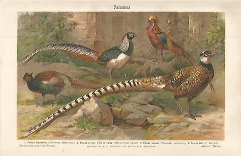 LAMINA ESPASA 32579: Faisanes