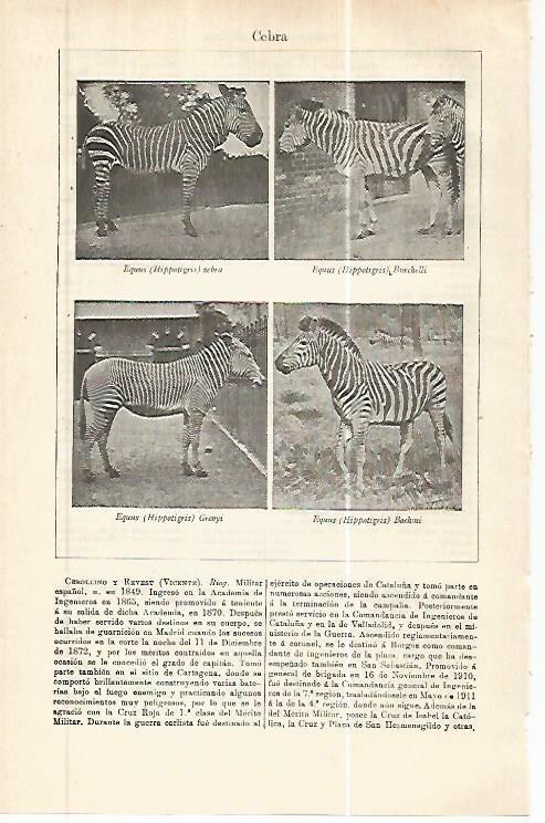 LAMINA ESPASA 32440: Cebra