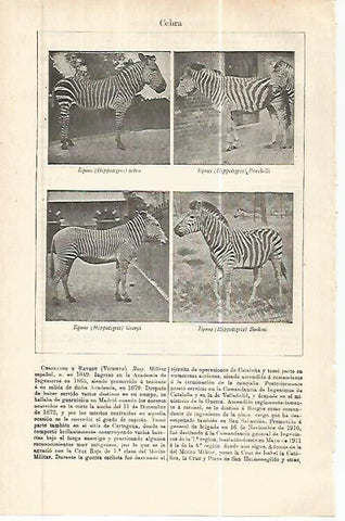 LAMINA ESPASA 32440: Cebra