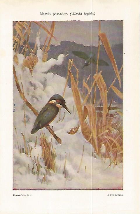 LAMINA ESPASA 32218: Martin pescador o Alcedo ispida