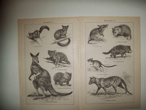 LAMINA ESPASA 32210: Marsupiales