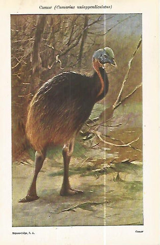 LAMINA ESPASA 32391: Casuar o Casuarius uniappendiculatus