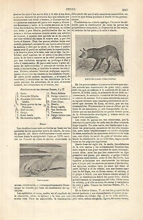 LAMINA ESPASA 32671: Perro de crines