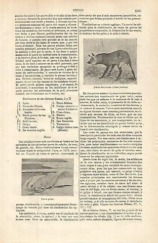 LAMINA ESPASA 32671: Perro de crines