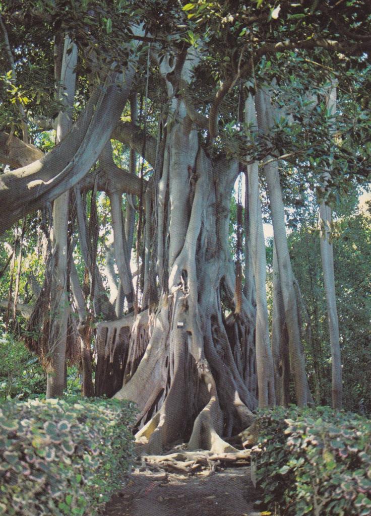 POSTAL B11732: TENERIFE: JARDIN BOTANICO