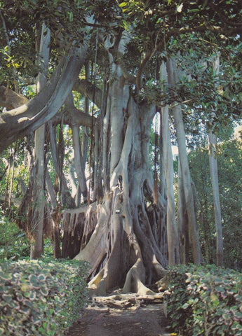 POSTAL B11732: TENERIFE: JARDIN BOTANICO