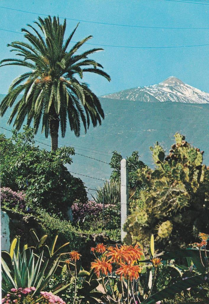 POSTAL B11724: TENERIFE: PUERTO DE LA CRUZ