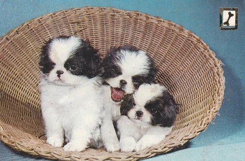 POSTAL B11742: IMÁGENES CANINAS