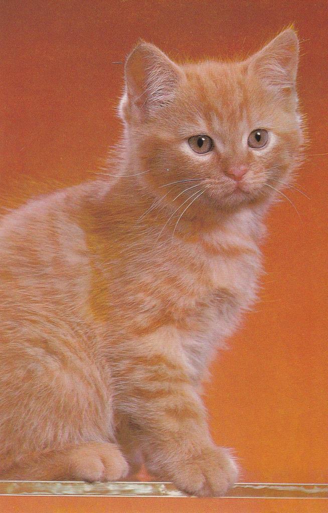 POSTAL B12134: COLECCIÓN ANIMALES. EL GATO