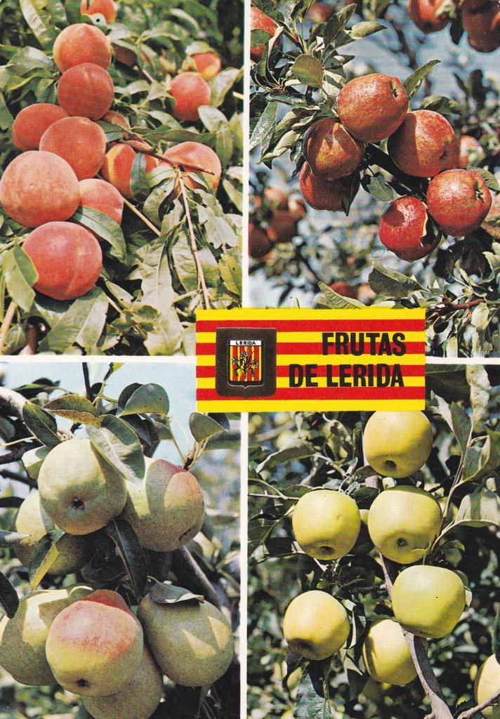 POSTAL B12133: FRUTAS DE LERIDA. DIVERSOS ASPECTOS