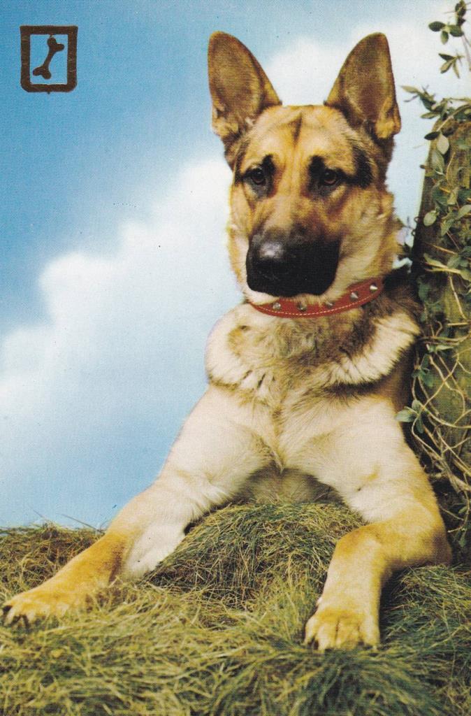 POSTAL B12116: COLECCIÓN ANIMALES. ALEMAN