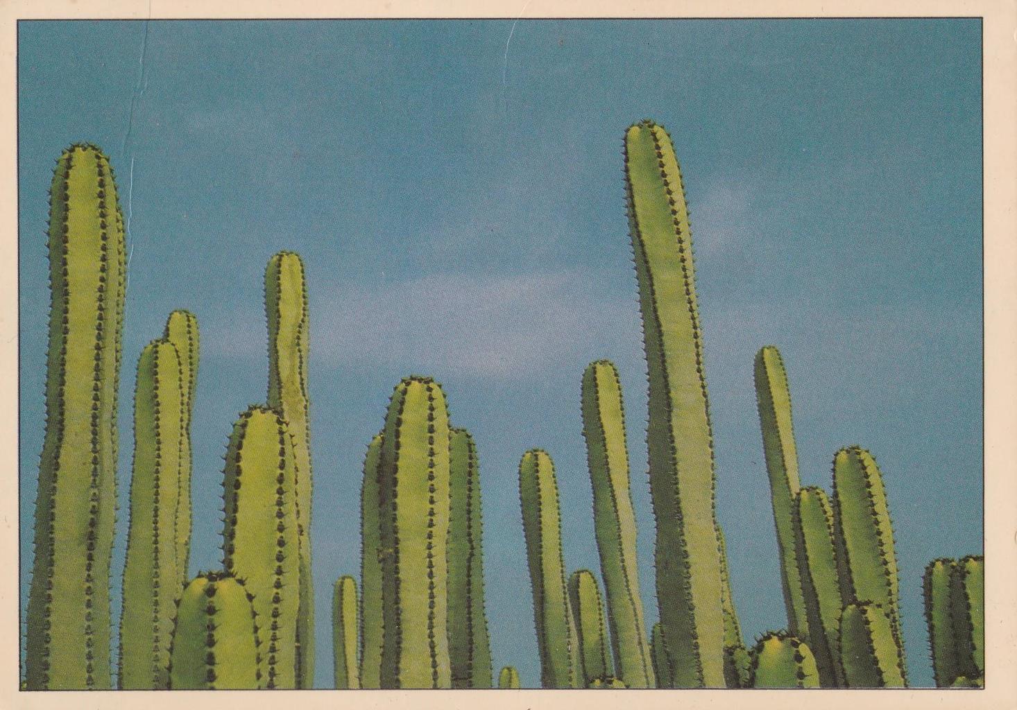 POSTAL B12058: ISLAS CANARIAS: CACTUS