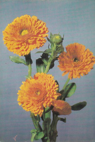 POSTAL B12048: COLECCIÓN FLORES SILVESTRES. SERIE F
