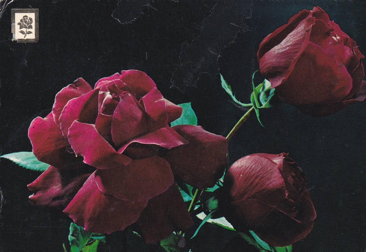 POSTAL B12047: COLECCIÓN FLORES SILVESTRES. SERIE F