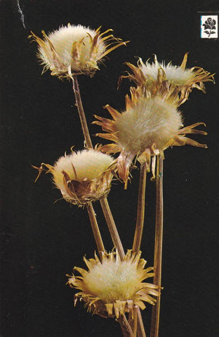POSTAL B12046: COLECCIÓN FLORES SILVESTRES. SERIE F