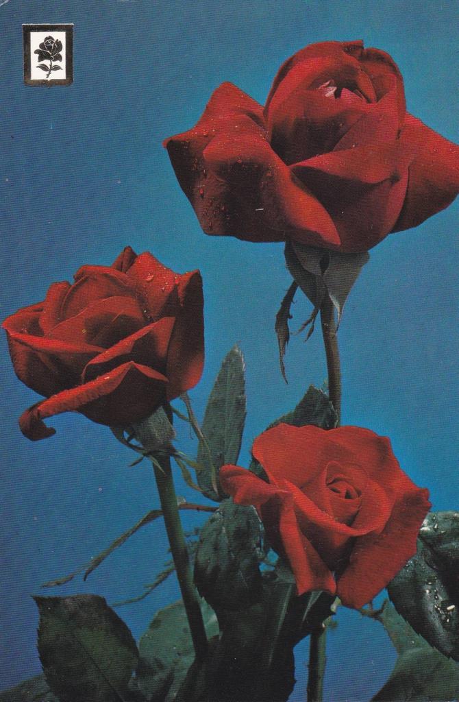POSTAL B12150: COLECCIÓN DE FLORES SILVESTRES. DIVERSOS ASPECTOS