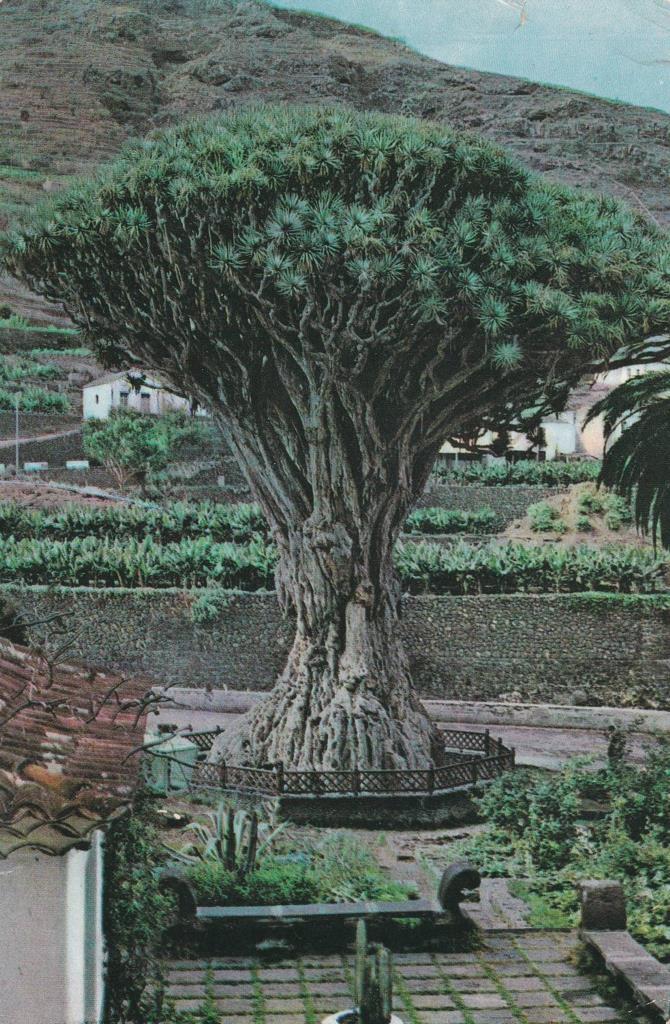 POSTAL B12165: TENERIFE: ICOD DE VINOS