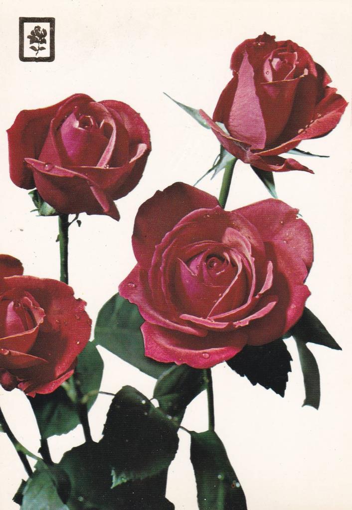 POSTAL B11847: COLECCIÓN FLORES. SERIE E