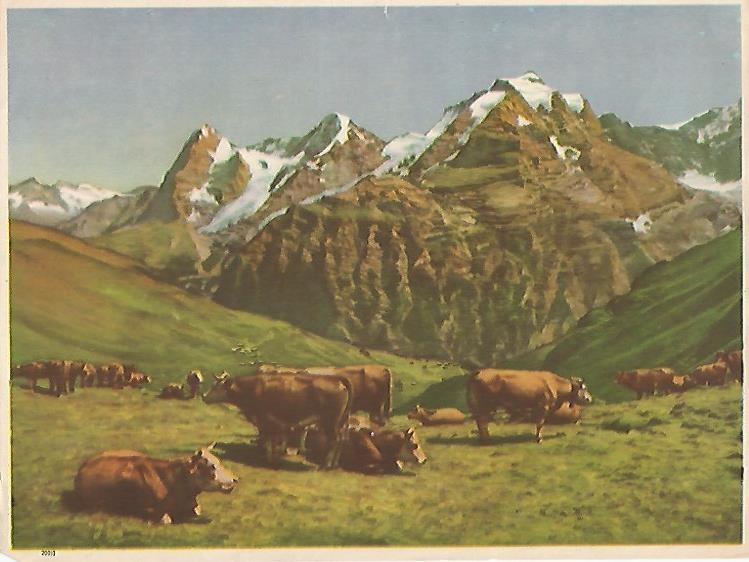 LAMINA 13865: Vacas en montañas, numero 290-3