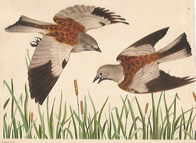 LAMINA 13887: Pajaros