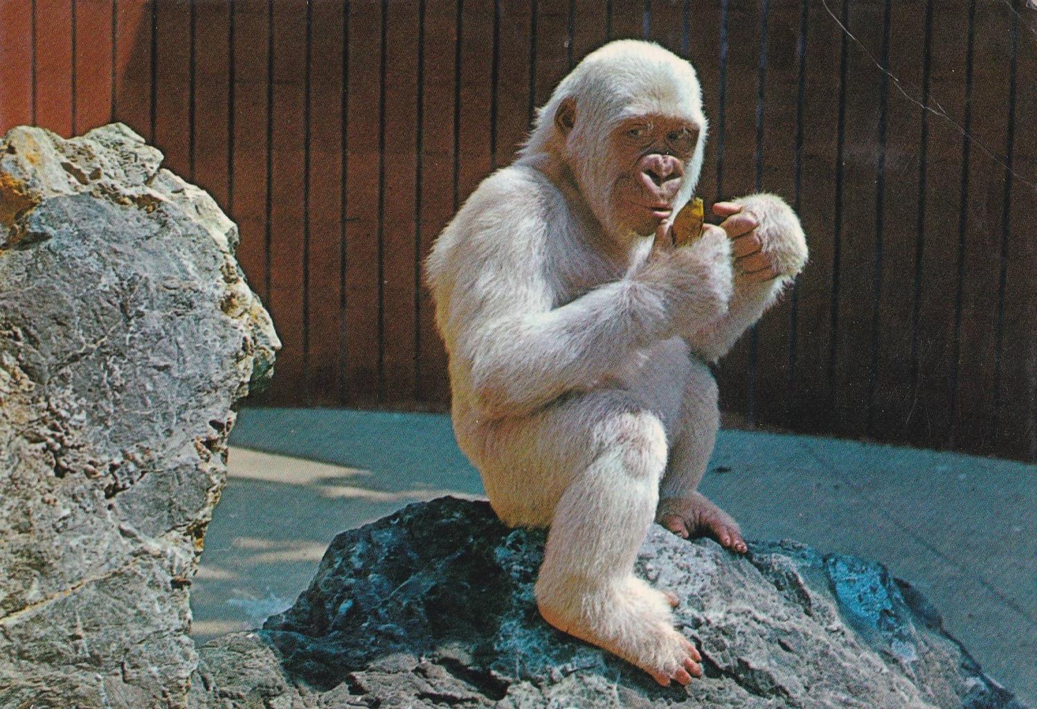 POSTAL B12311: ZOO BARCELONA: GORILA ALBINO