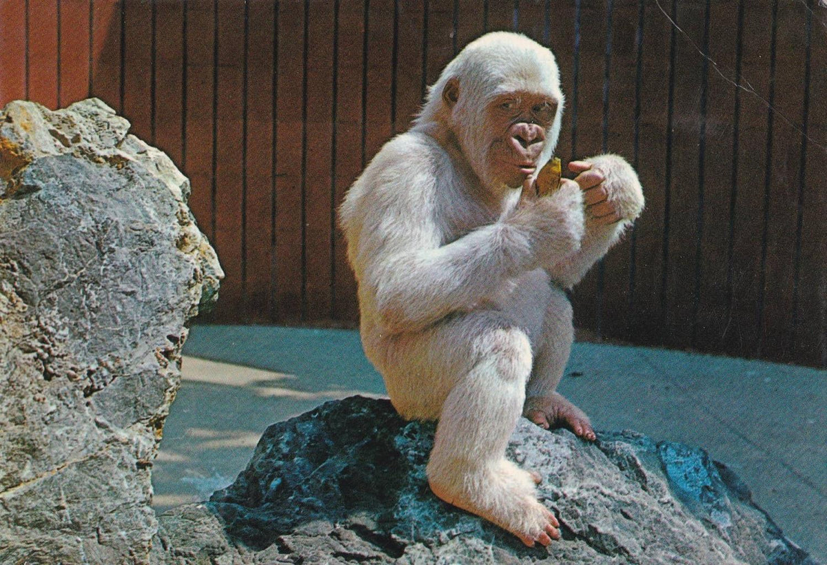 POSTAL B12311: ZOO BARCELONA: GORILA ALBINO