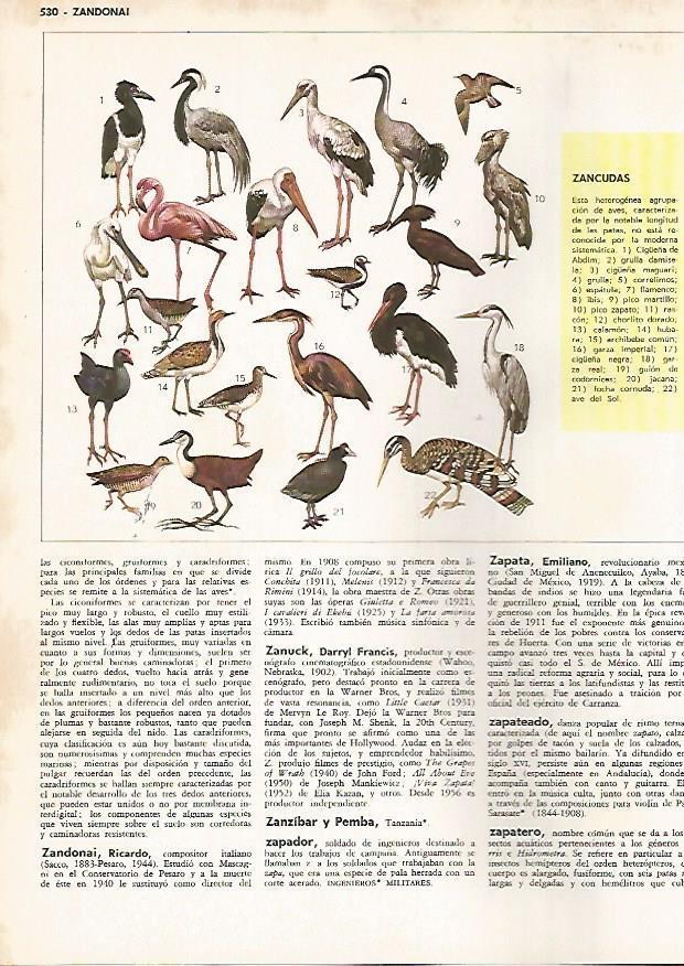 LAMINA MONITOR 0784: Aves zancudas