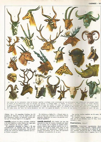 LAMINA MONITOR 0819: Animales con cuernos