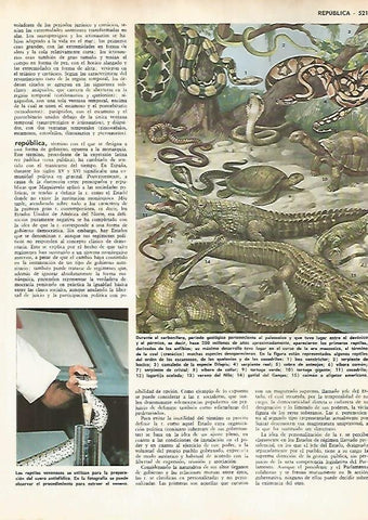 LAMINA MONITOR 0604: Reptiles